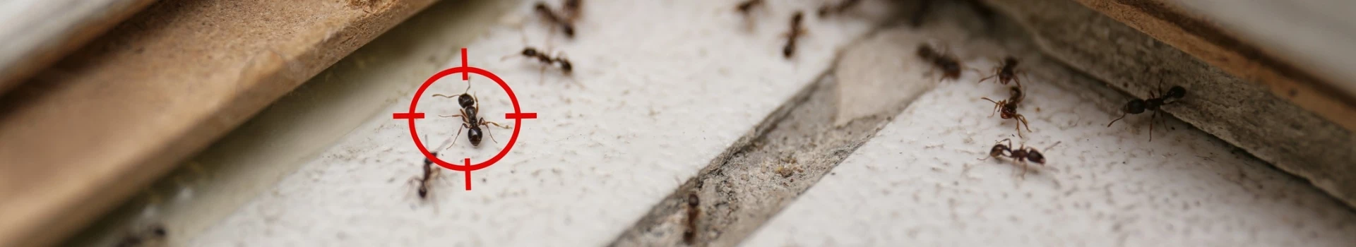 Mrówki w domu