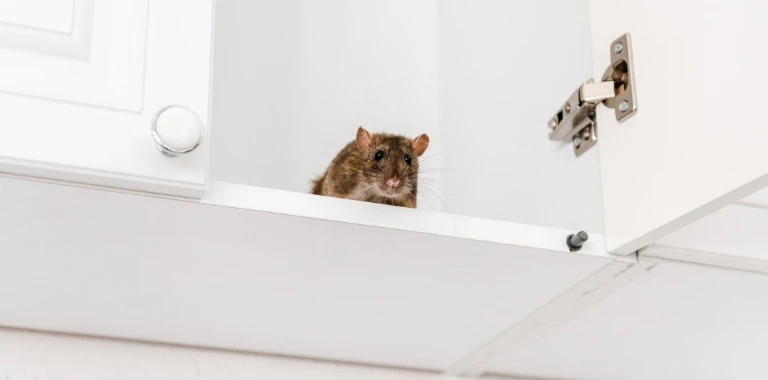 Szczur w szafce kuchennej
